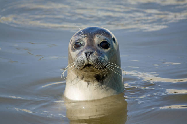 Fowl wasn't the only type of meat they had. Venison and seal were also gobbled up. How could they?