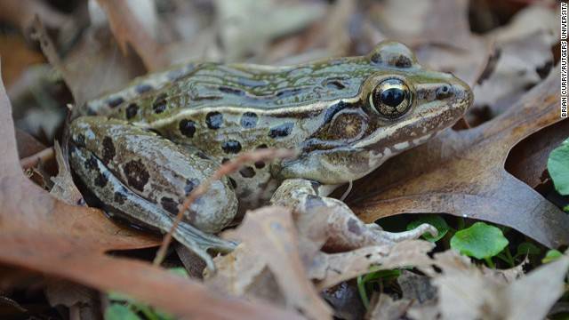 Atlantic Coast Leopard Frog - <em>Rana Kauffeldi</em>