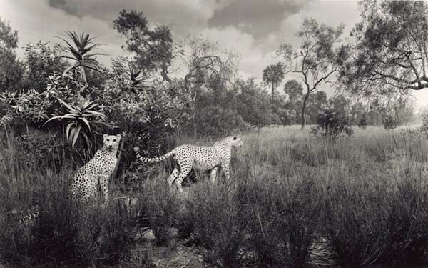 Something special sets Hiroshi Sugimoto's photos apart from other wildlife photography.