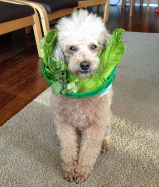 1.) Toss that salad, pup.