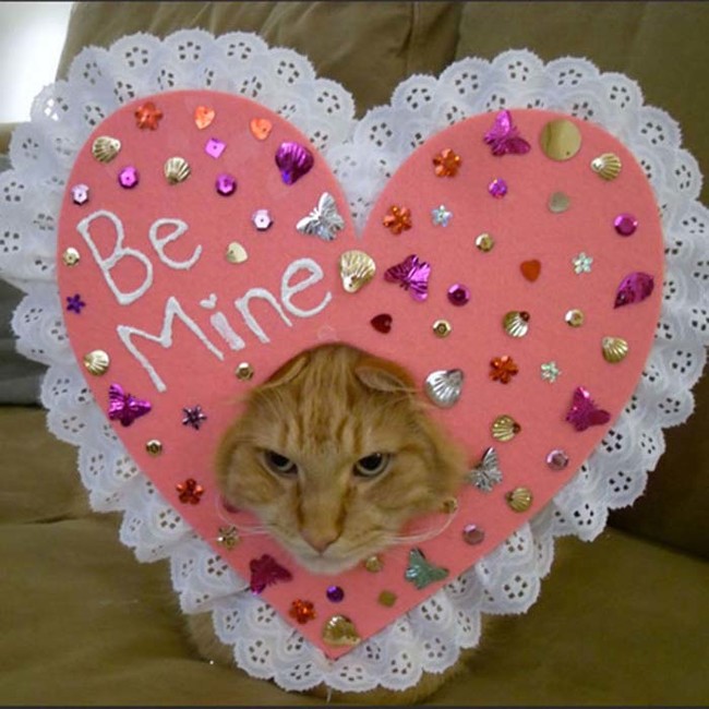 The best way to show your cat you love him on Valentine's Day is to just leave him alone. 