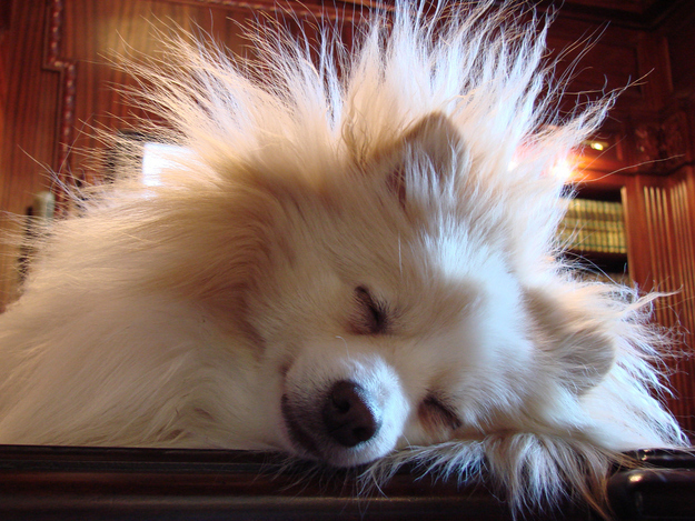 10. Think your dog is worried about lightning? Nope, it's the static electricity. Rub a dryer sheet on them and watch your pup settle down fast.