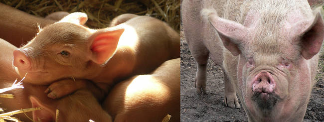 Pigs are <em>slightly</em> less babe-ly when they get older.