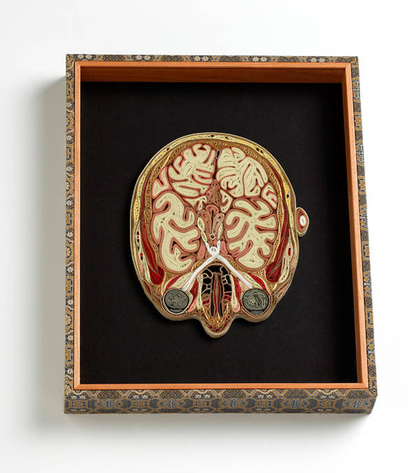 A horizontal cross section of the head.