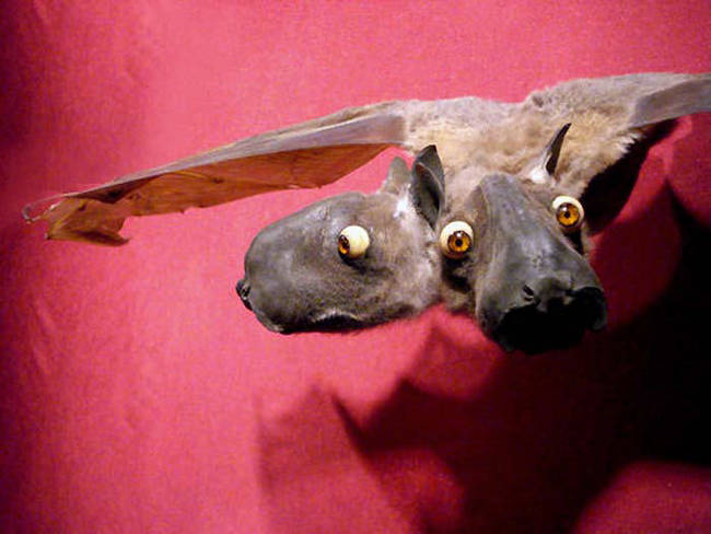 Two-Headed Fruit Bat