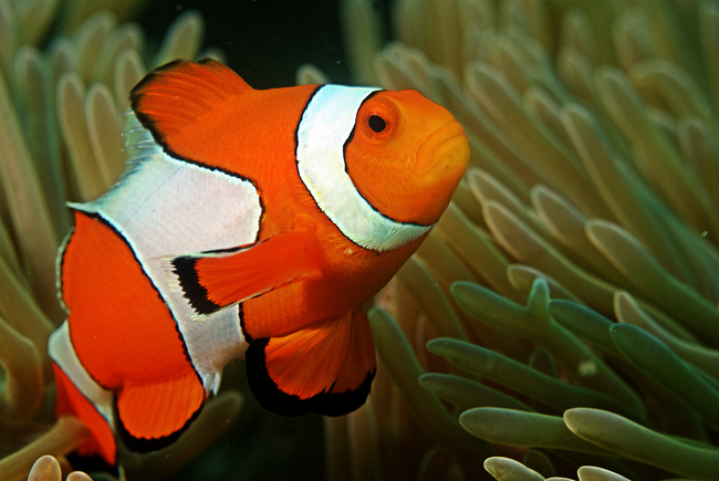 9.) Clownfish