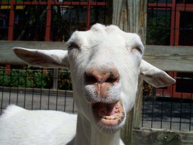 21.) Billy goats always think they're so cool...