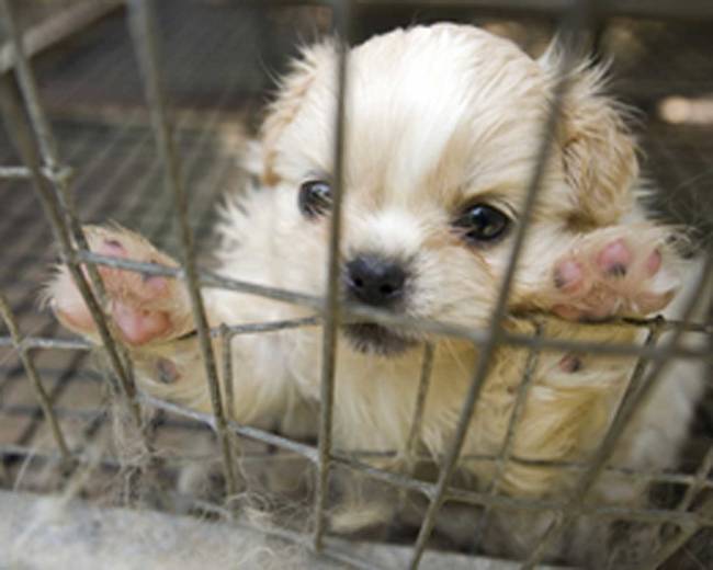 There is no regard for genetic defects when breeding at a puppy mill.