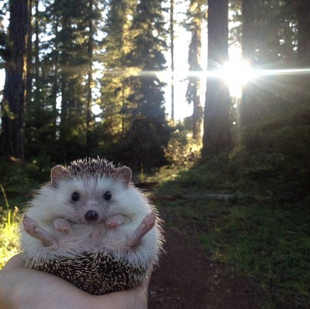 Biddy the Hedgehog