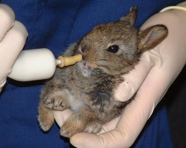 Saint Tiggywinkles is currently treating nearly 1,500 wild animals at its facility.