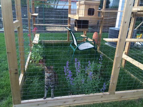 The enclosure even has catnip planted for their enjoyment.