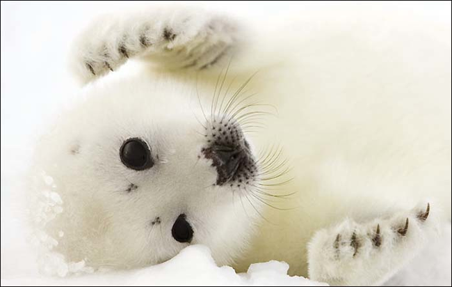 13.) A harp seal mom can single out her pup from hundreds of others, based only on smell.