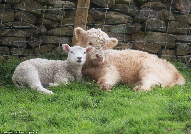 They fall asleep nuzzling their noses together every night.