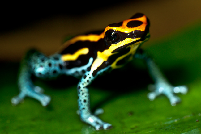 17.) Poison Dart Frog