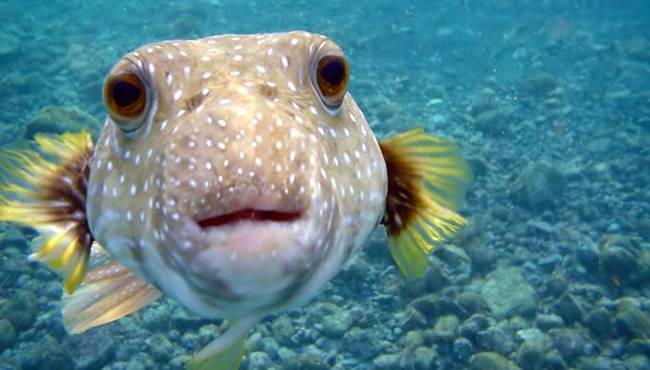 6.) Puffer Fish.