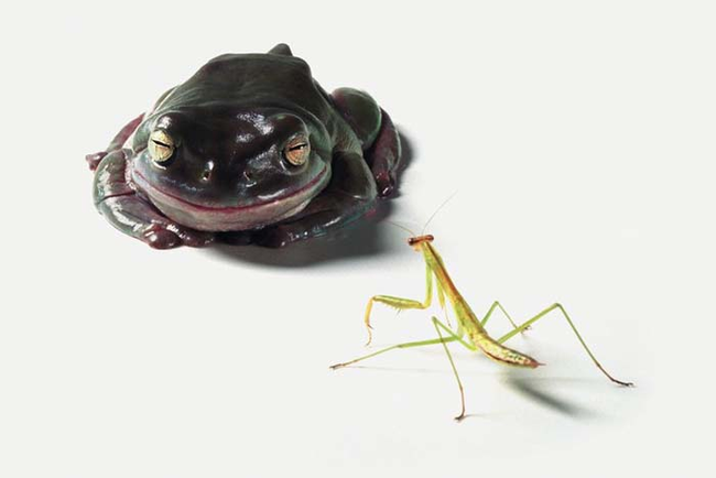 Frog about to eat a praying mantis.