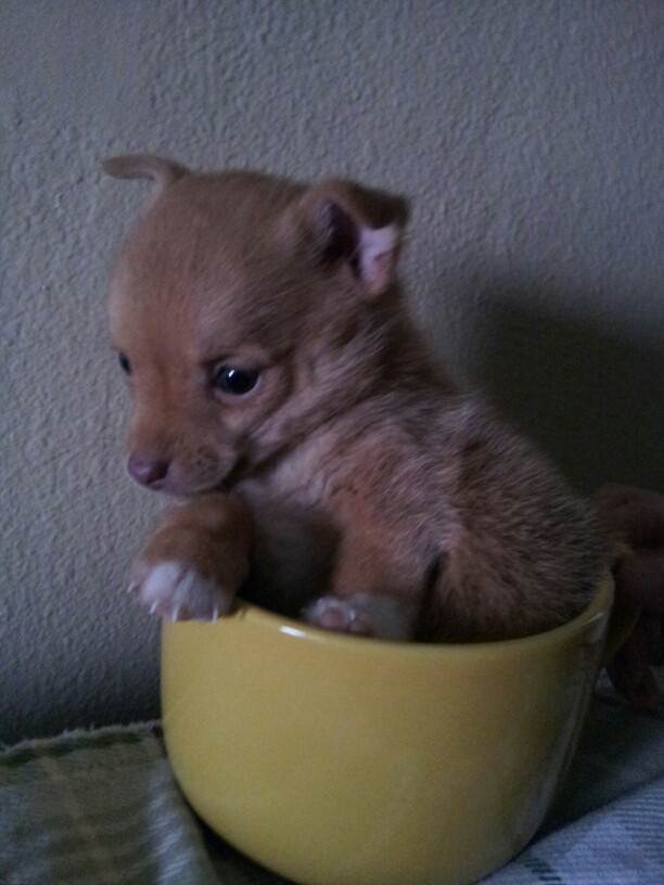 This pup's Heisman pose is spot-on.