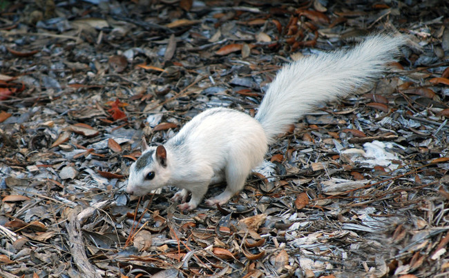 9.) Hello Mr. Piebald Squirrel.