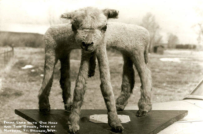 Lamb With Two Bodies