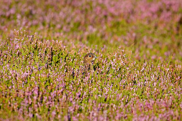 11.) This cunning red grouse: