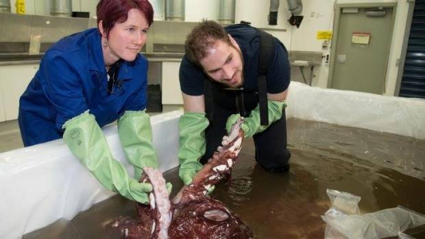 As if to one-up the giant squid, this colossal squid, the second one ever found, was discovered defrosting in Antarctic waters. It certainly lived up to its name <a href="https://www.smh.com.au/environment/animals/colossal-squid-weighing-350kg-pulled-from-antarctic-20140916-10hvs8.html" target="_blank">weighing in at over 770 pounds</a>.