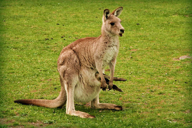 When joeys are scared, they'll jump head first into their mother's pouch.