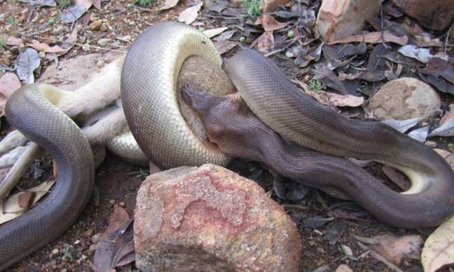 Park ranger Paul O’Neill at the Nitmiluk national park in Australia's Northern Territory stumbled across this gruesome sight. A large 8-foot-long olive python was feeding on an "agile wallaby" joey.