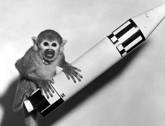 In 1949 Albert I the rhesus monkey became the first mammal to leave the planet.