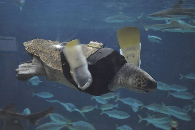 This turtle's got prosthetic flippers - he's like RoboTurtle and it's awesome.