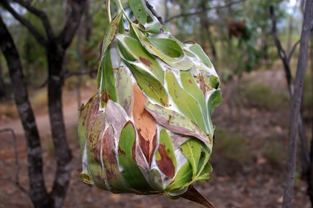 1.) Ant Nests in Northern Territory, Australia: These green ants, famous for their nesting ability, create nests by weaving together leaves using larval silk, in an incredible display of cooperation.