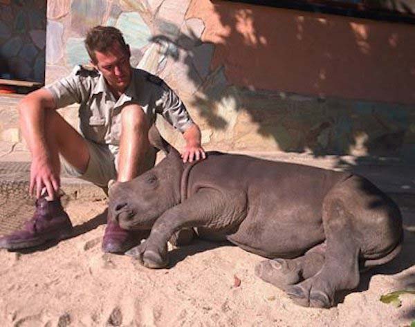 Snuggling with his caretakers is also something the baby rhino loves doing.