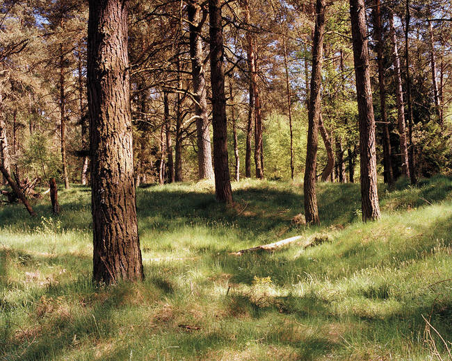 The sniper is on the right behind the piece of wood on the ground next to the second tree.