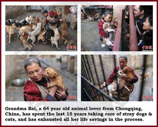 9.) Woman takes care of the stray animals in her neighborhood.