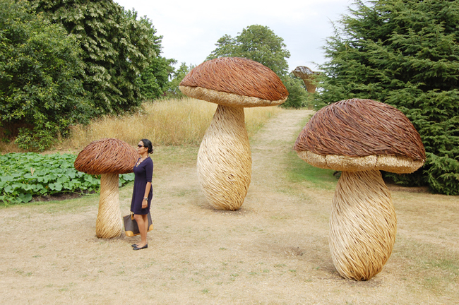 Mushrooms that you could literally trip on.