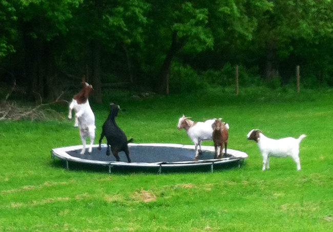 "Goats just wanna have fu-un!" Those are the lyrics, right?