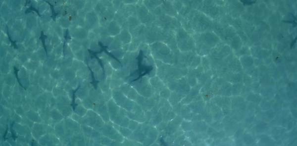 37.) Sharks swim menacingly below the surface of the tranquil water (San Diego, California).