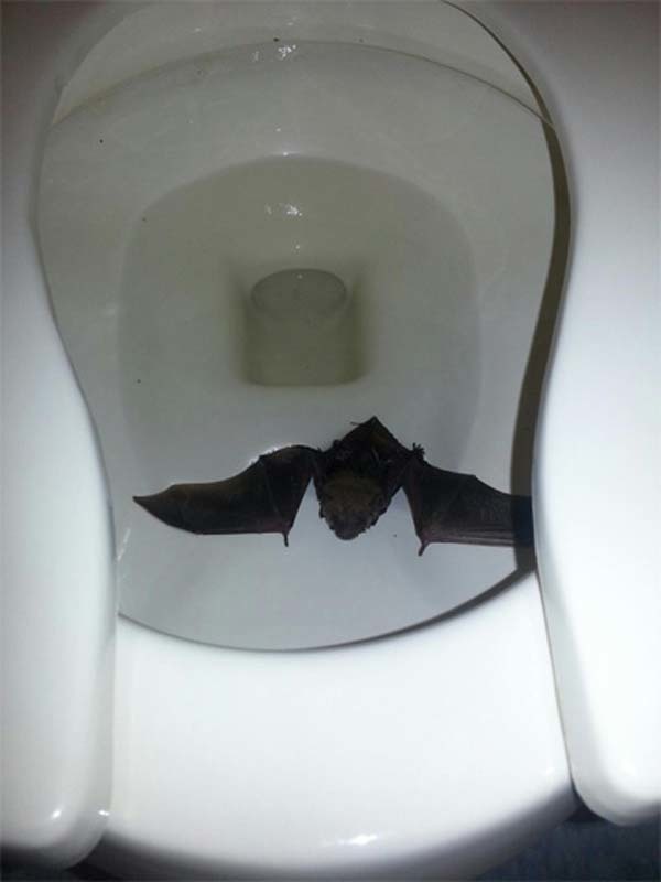 33.) Never trust your toilet. Ever.