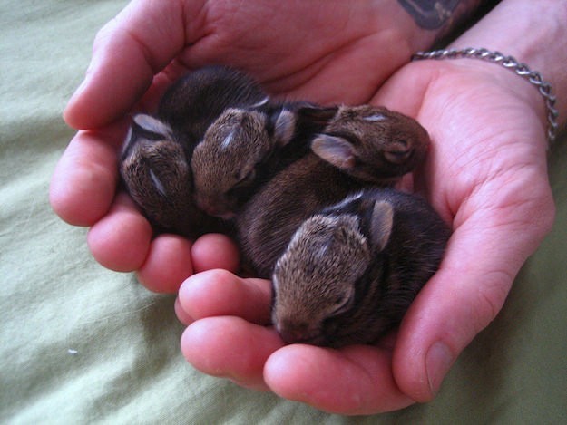 4.) A "fluffle" is what you call a group of rabbits.