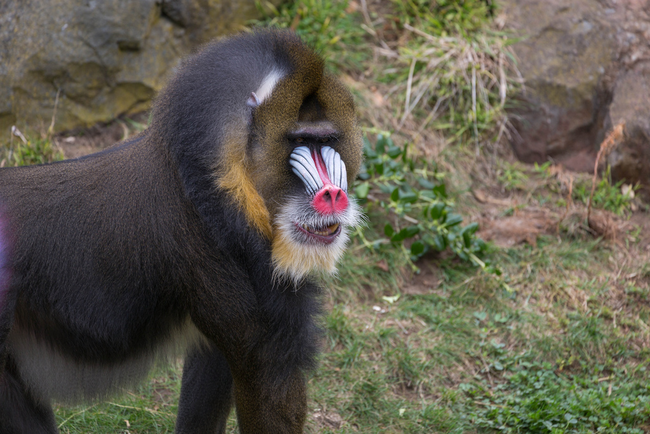 14.) Mandrill