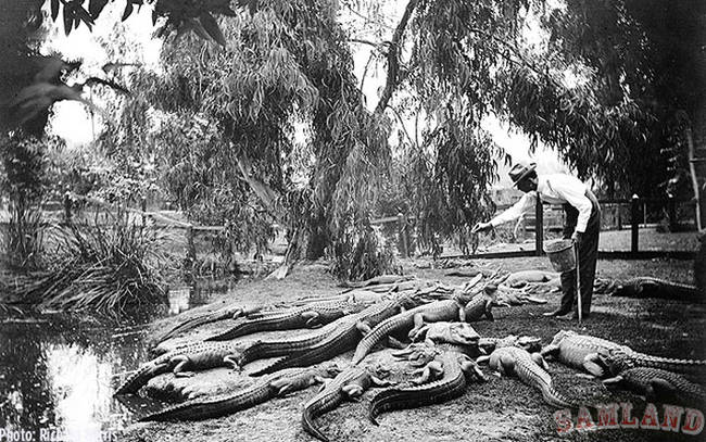 The gators were sorted by size, some only a few inches and others at up to thirteen feet.