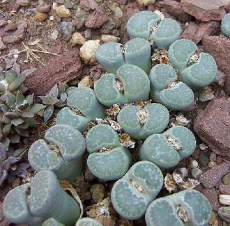 5.) Lithops. I don't want to step on these.