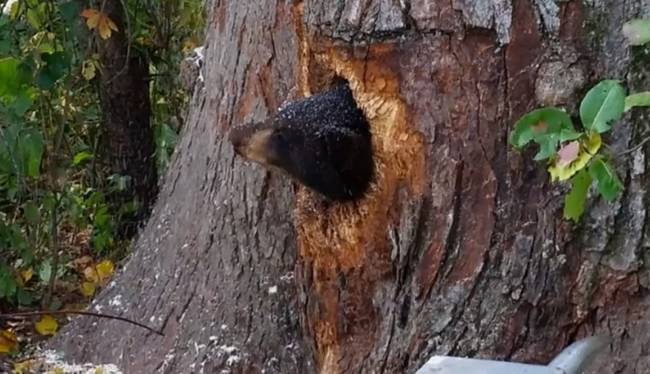 A resident of Milltown, Wisconsin heard desperate cries for help coming from the woods one evening. After approaching a tree, she noticed a small snout protruding from a tiny hole in the tree trunk.