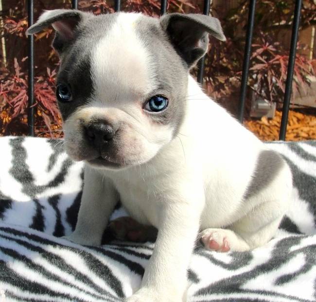 A teeny tiny Boston terrier