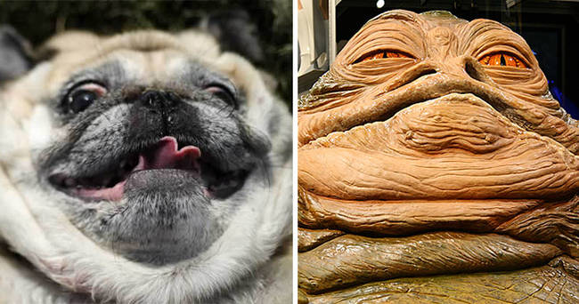 10.) Pug looks like Jabba the Hutt