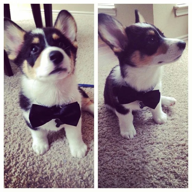 "Can I have a treat now? I put the bow tie on what more do you want from me?" 