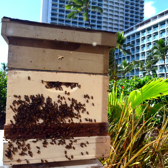 Hawaii is ideal for bee habitation. Its lack of winter helps the flowers bloom year-round, giving all bees in Hawaii the power of invincibility (not really).