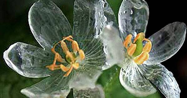 Look at that! A transparent plant. I didn't know how this plant was going to get any prettier, but it found a way.