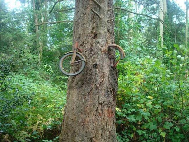 14.) The story of this bike is that a man tied it to this tree, then went off to World War I and never came home. The story is quite fake, though the bike was abandoned by the tree in 1950s.