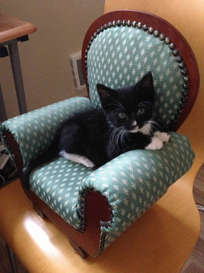 A sweet little chair for a sweet little kitty.