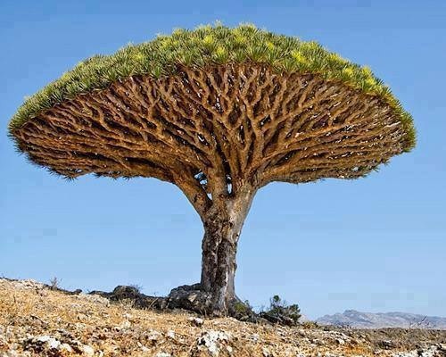 3. A Dragon's Blood tree, the sap inside is blood red.